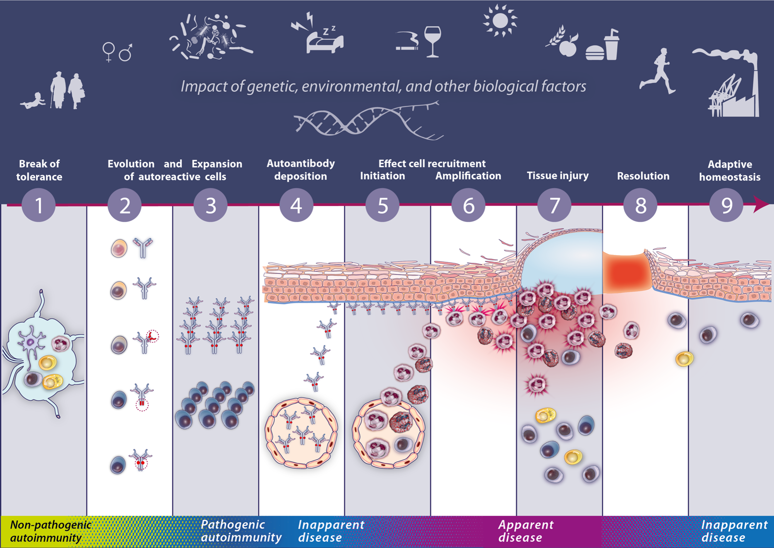 Development Of Autoimmunity SFB 1526
